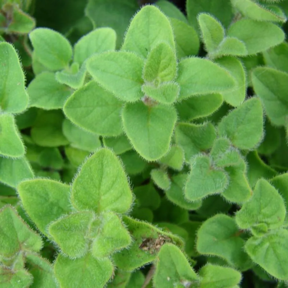 Meirami 'Cuscuta'