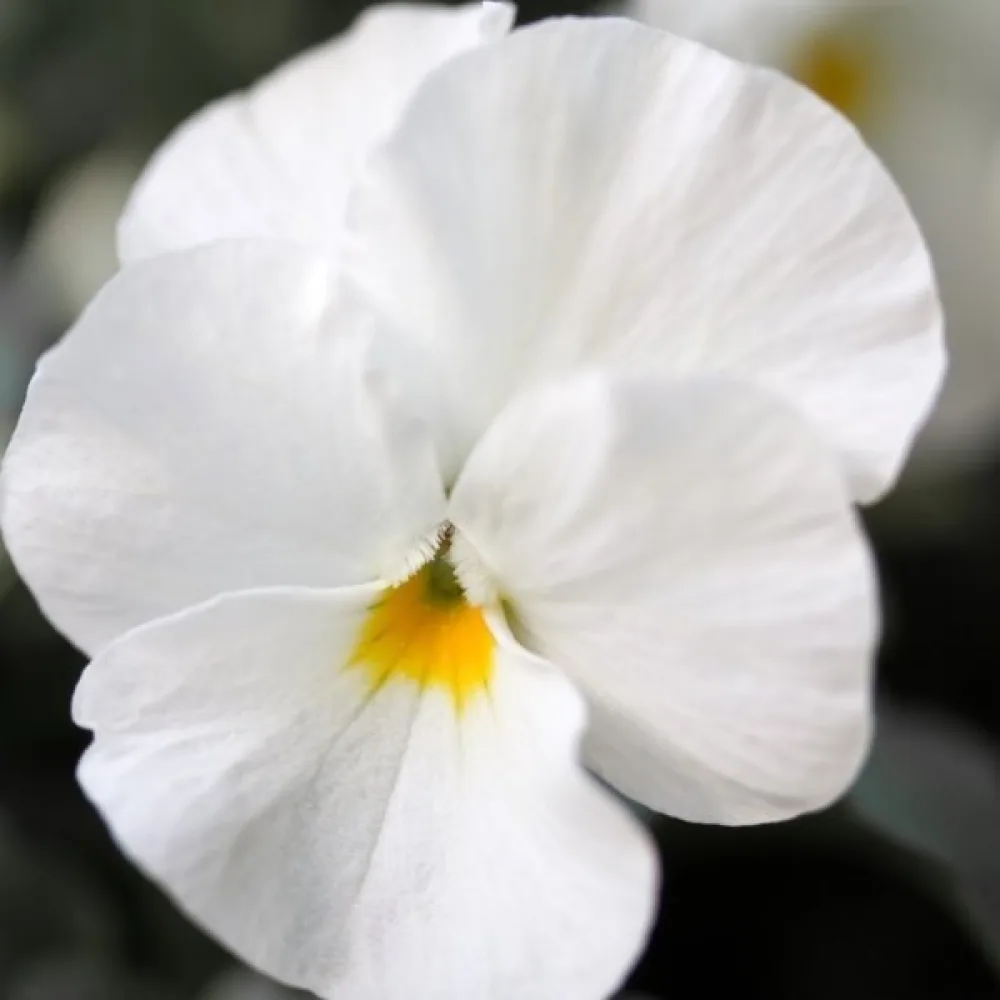 Tarhaorvokki 'Firnenschnee'