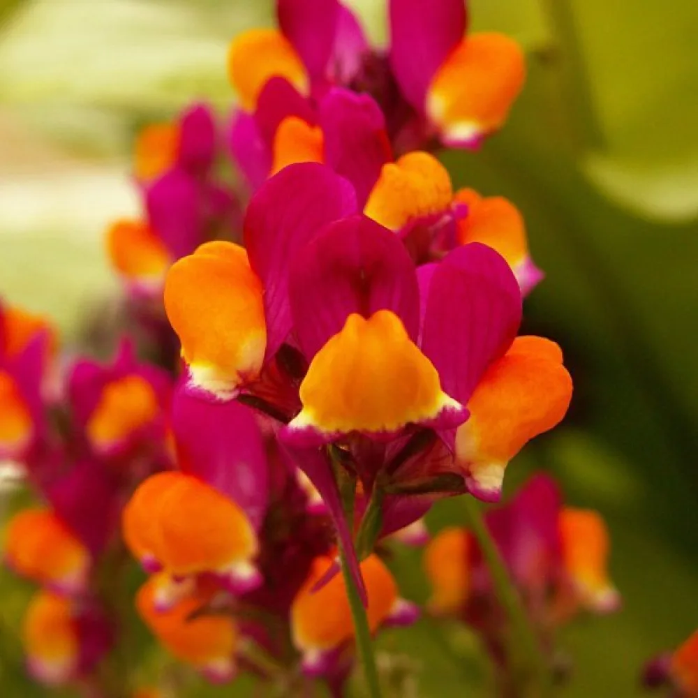 Kannusruoho 'Aureopurpurea'