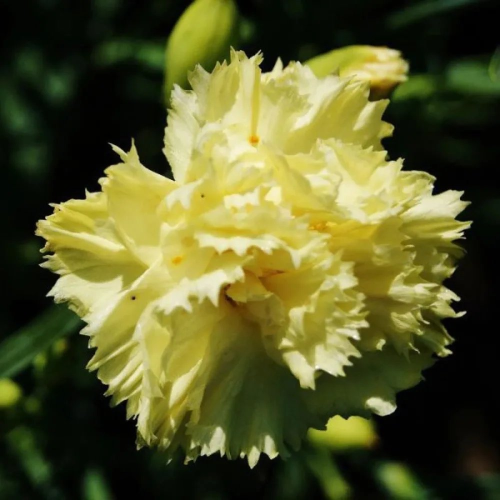 Neilikka Chabaud 'Marie Chabaud'