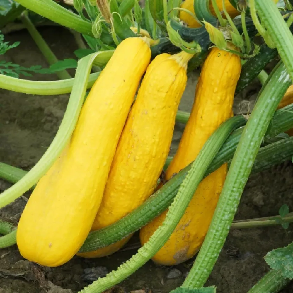 Minikurpitsa 'Prolific Straightneck'