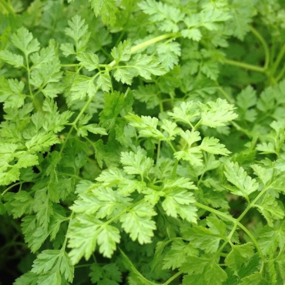Kirveli Anthriscus cerefolium