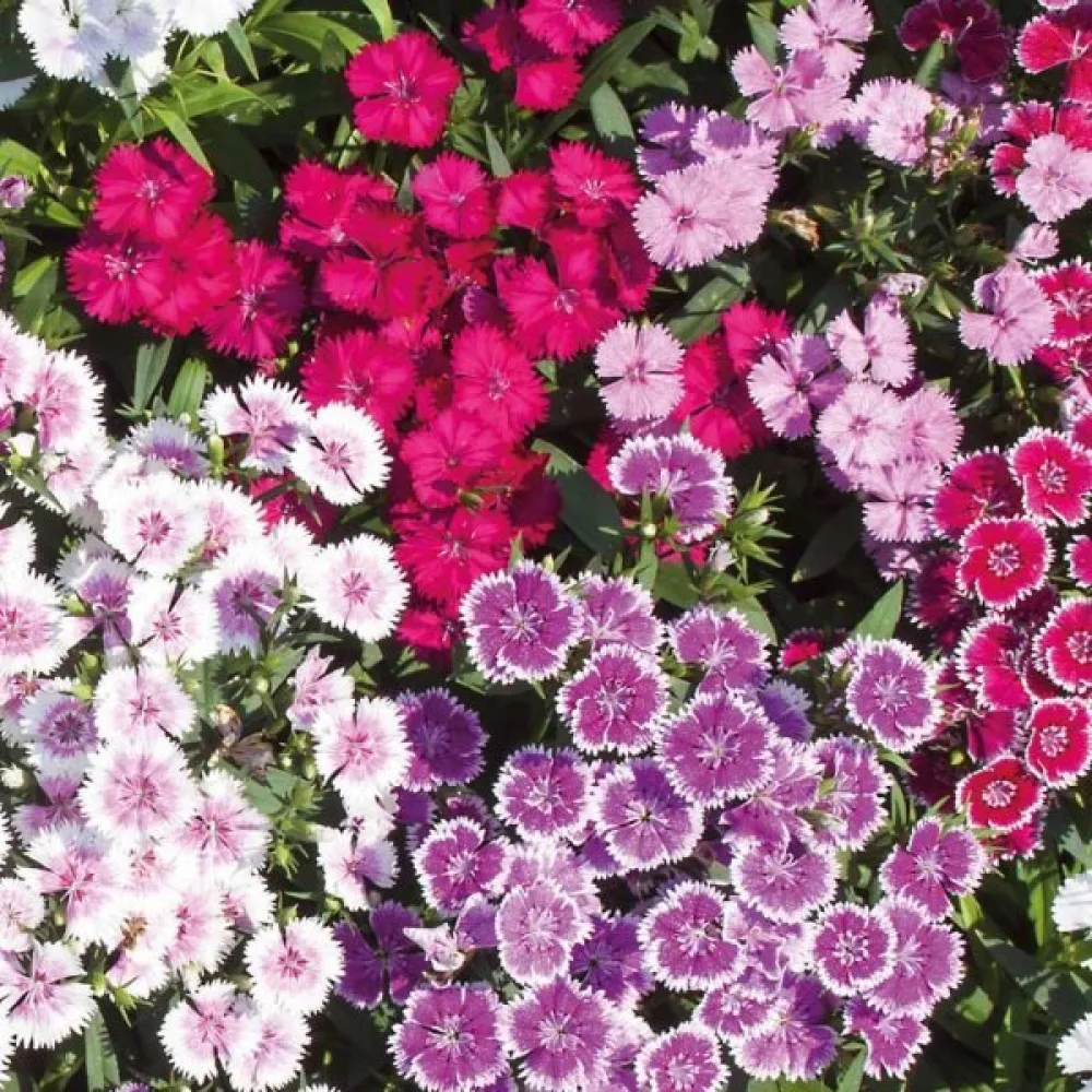 Harjaneilikka 'Indian Carpet' – sekoitus