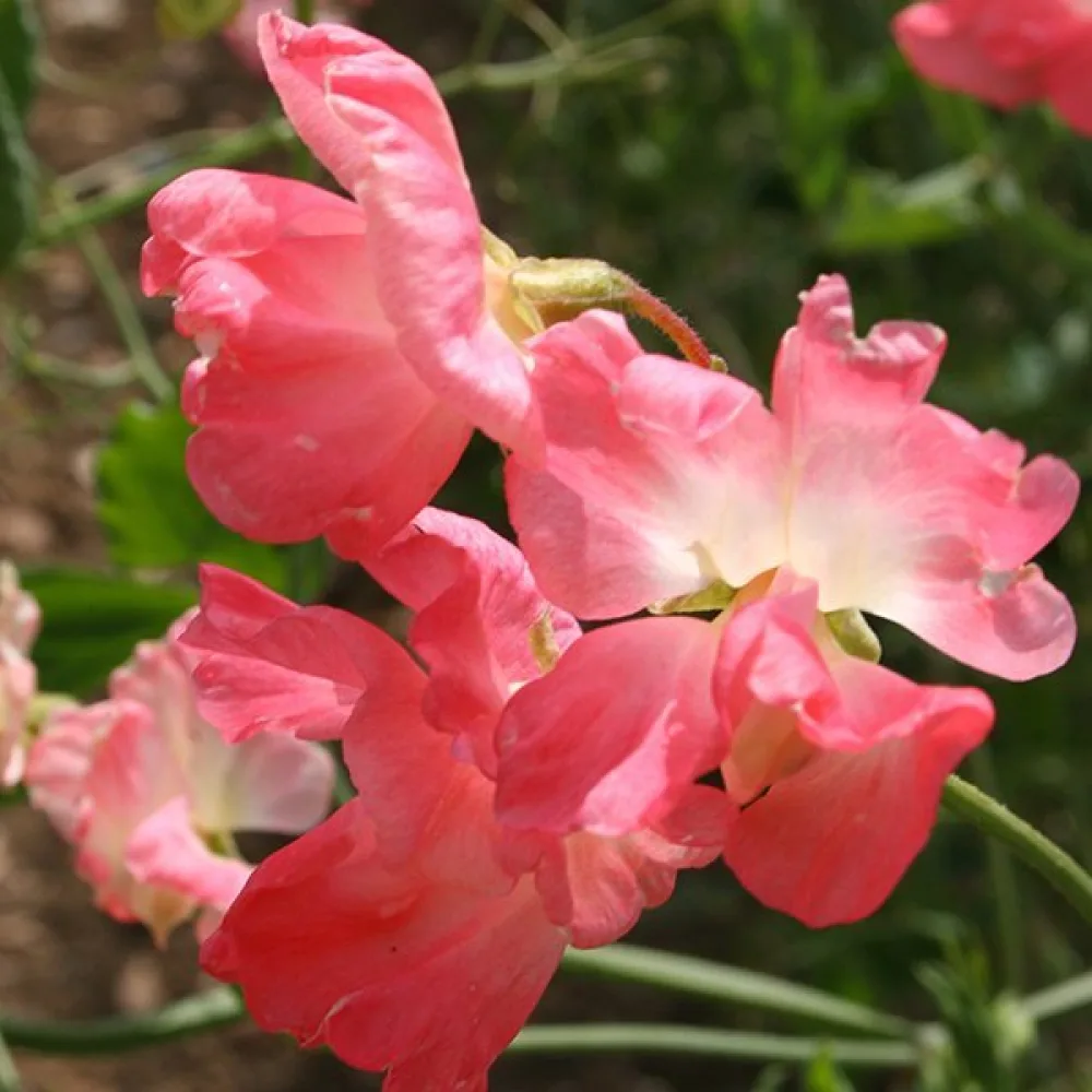 Tuoksuherne 'Princess Elisabeth'
