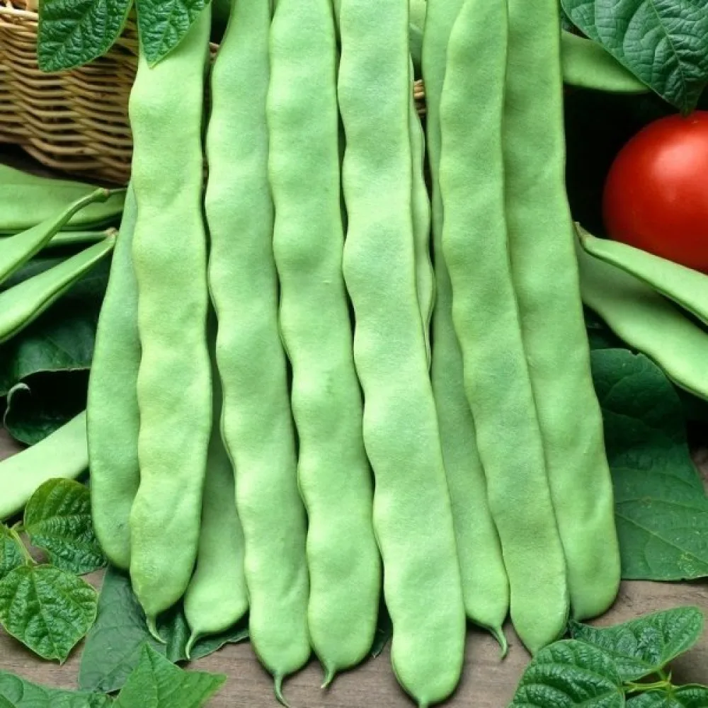 Salkopapu 'Meisterstuck'
