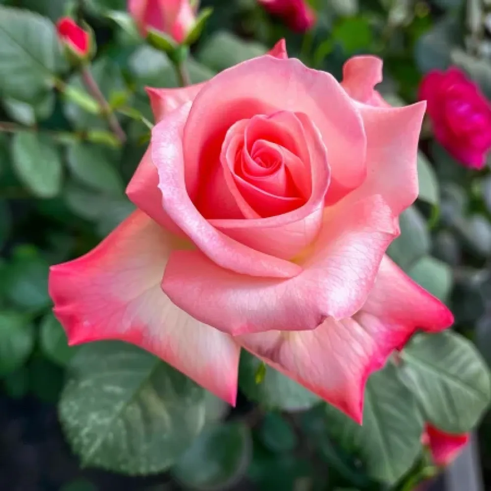 Ruusu 'Pink Snowflake' – paljasjuurinen