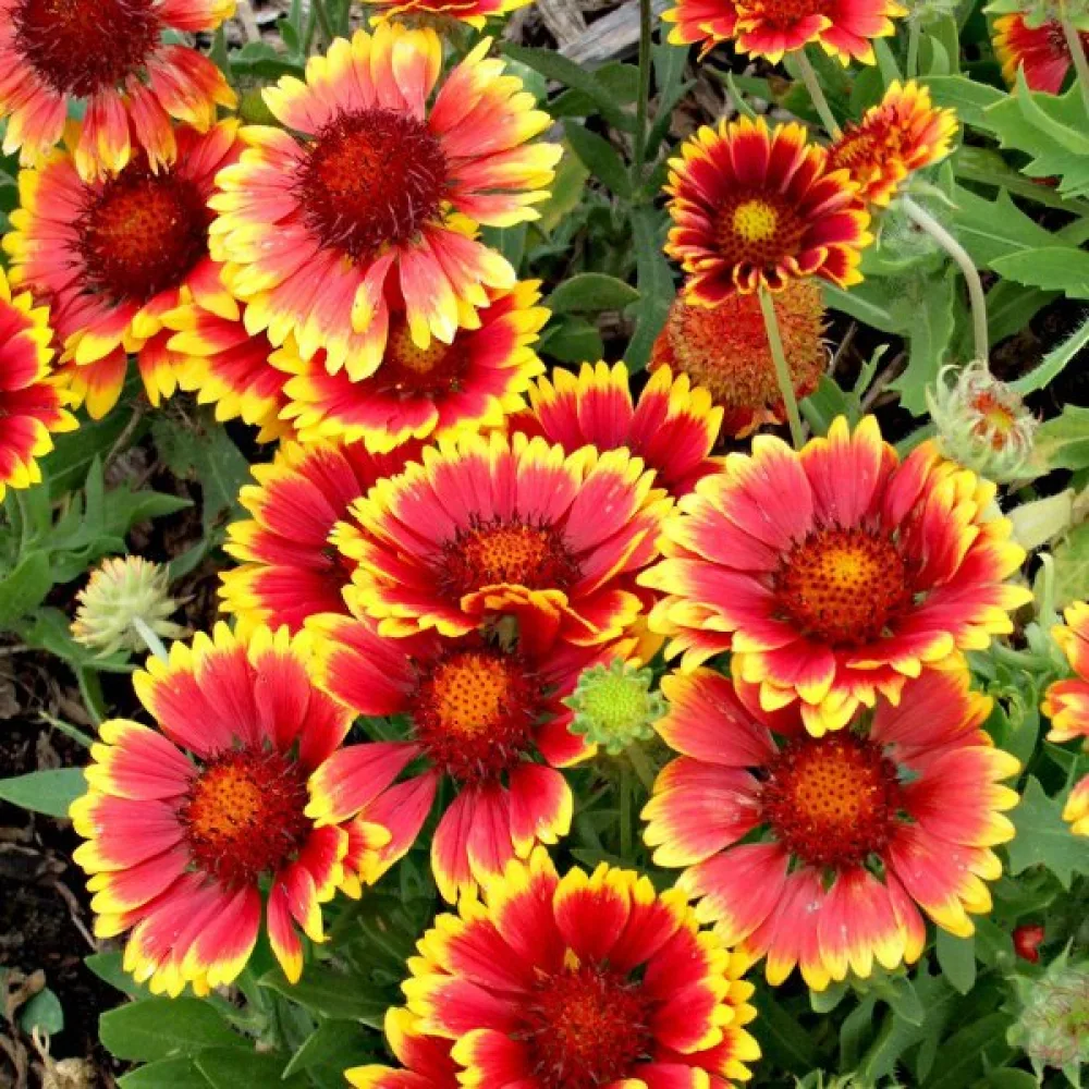Kokardikukka Gaillardia aristata, sekoitus