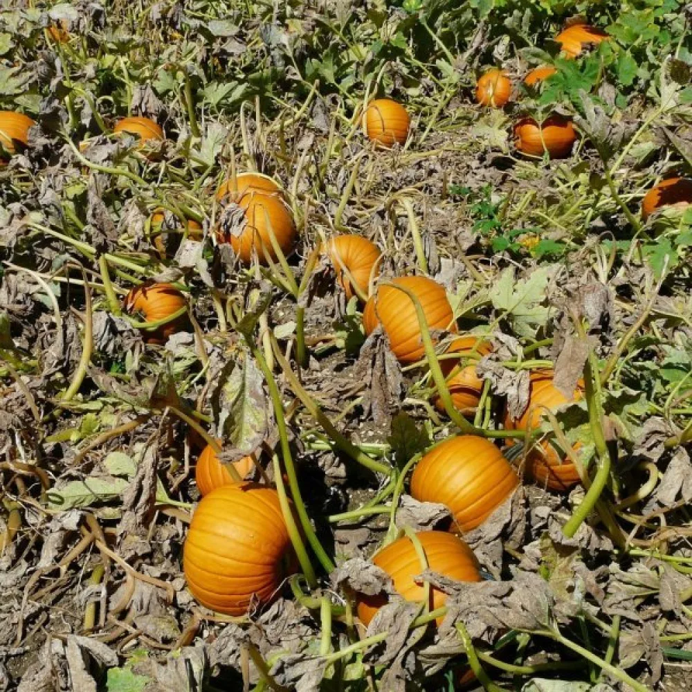 Kurpitsa 'Quintale'