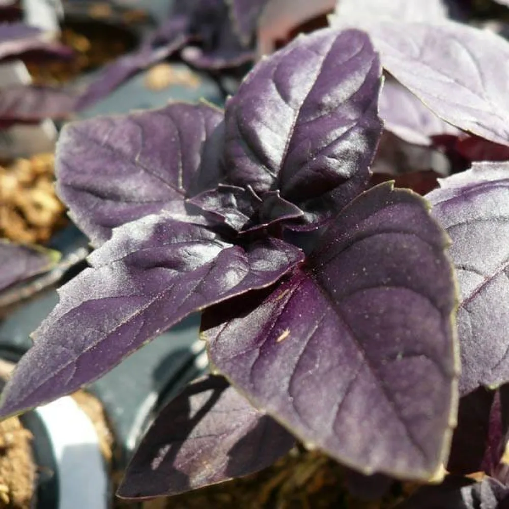 Basilika 'Red Rubin'