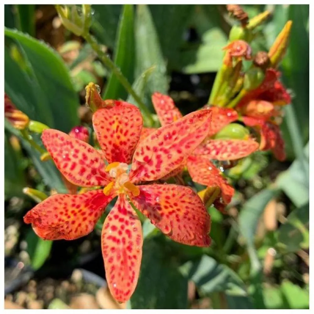 Pardancanda × norrisii – sekoitus