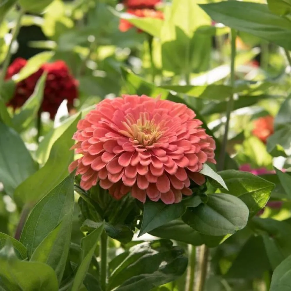 Tsinnia 'Salmon Queen'