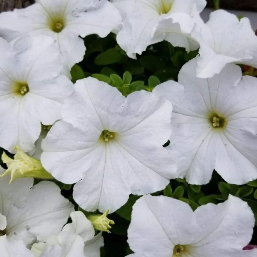 Tarhapetunia 'Snowball'