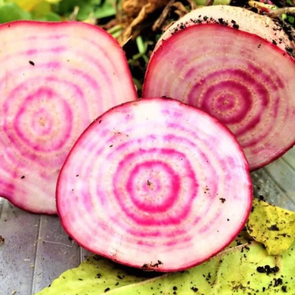 Punajuuri 'Tonda di Chioggia'