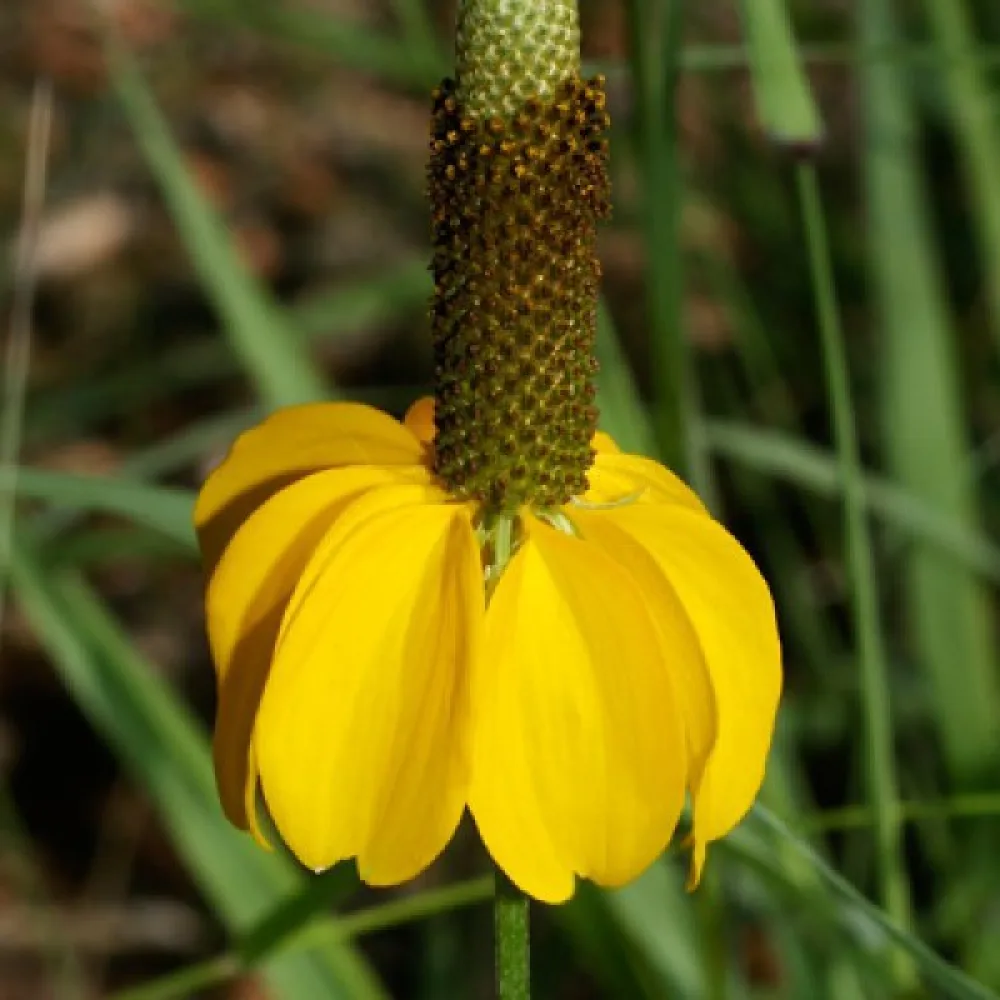 Meksikonhattu Ratibida columnifera