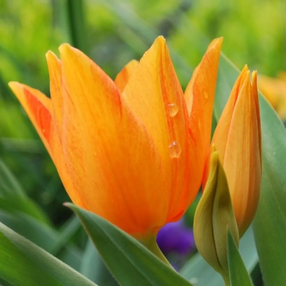 Tulppaani 'Praestans Shogun'