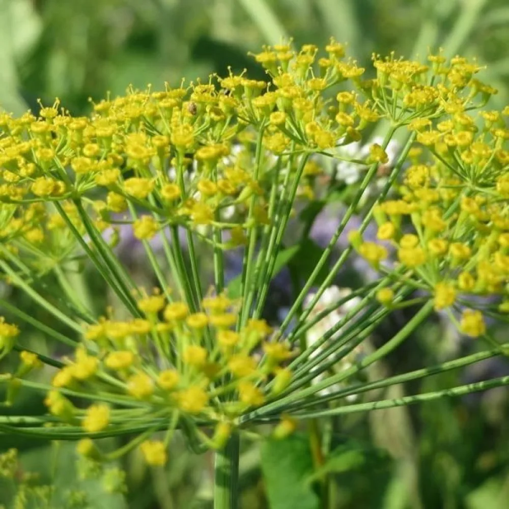 Tilli Anethum graveolens