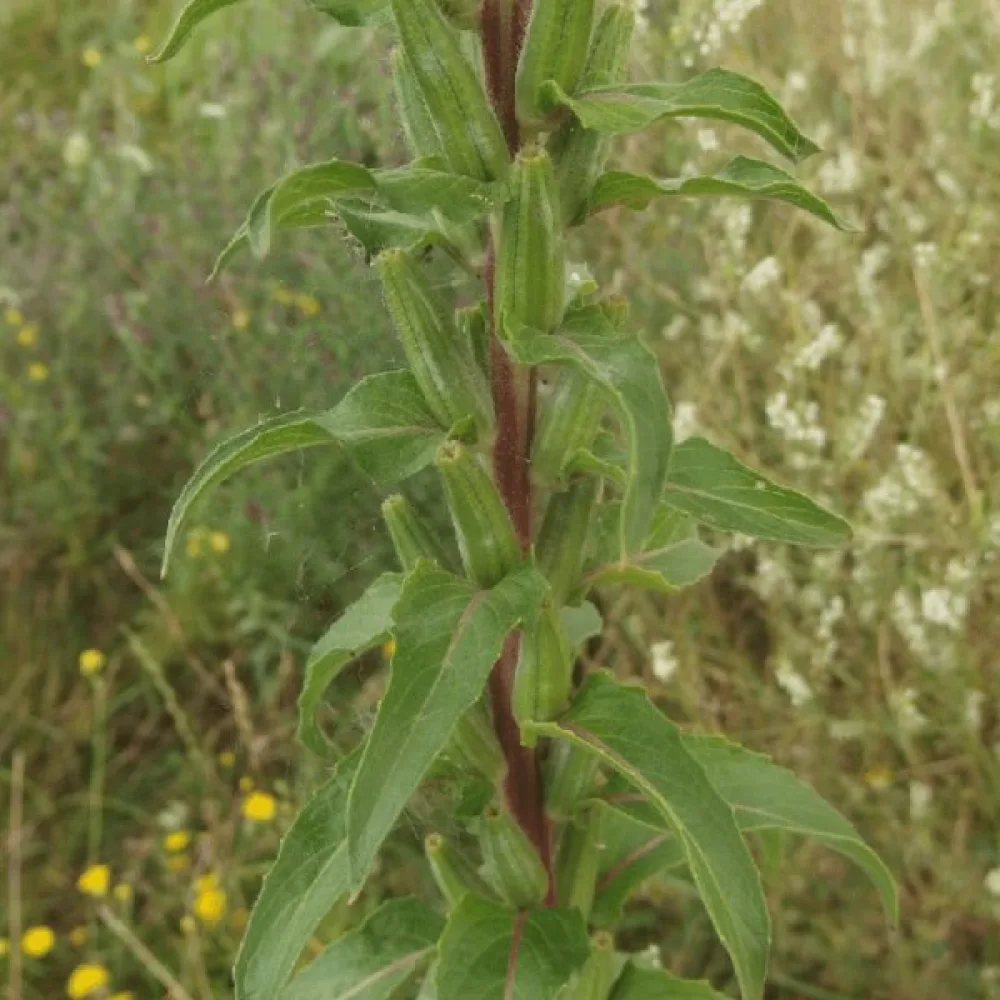 Helokki Oenothera paradoxa