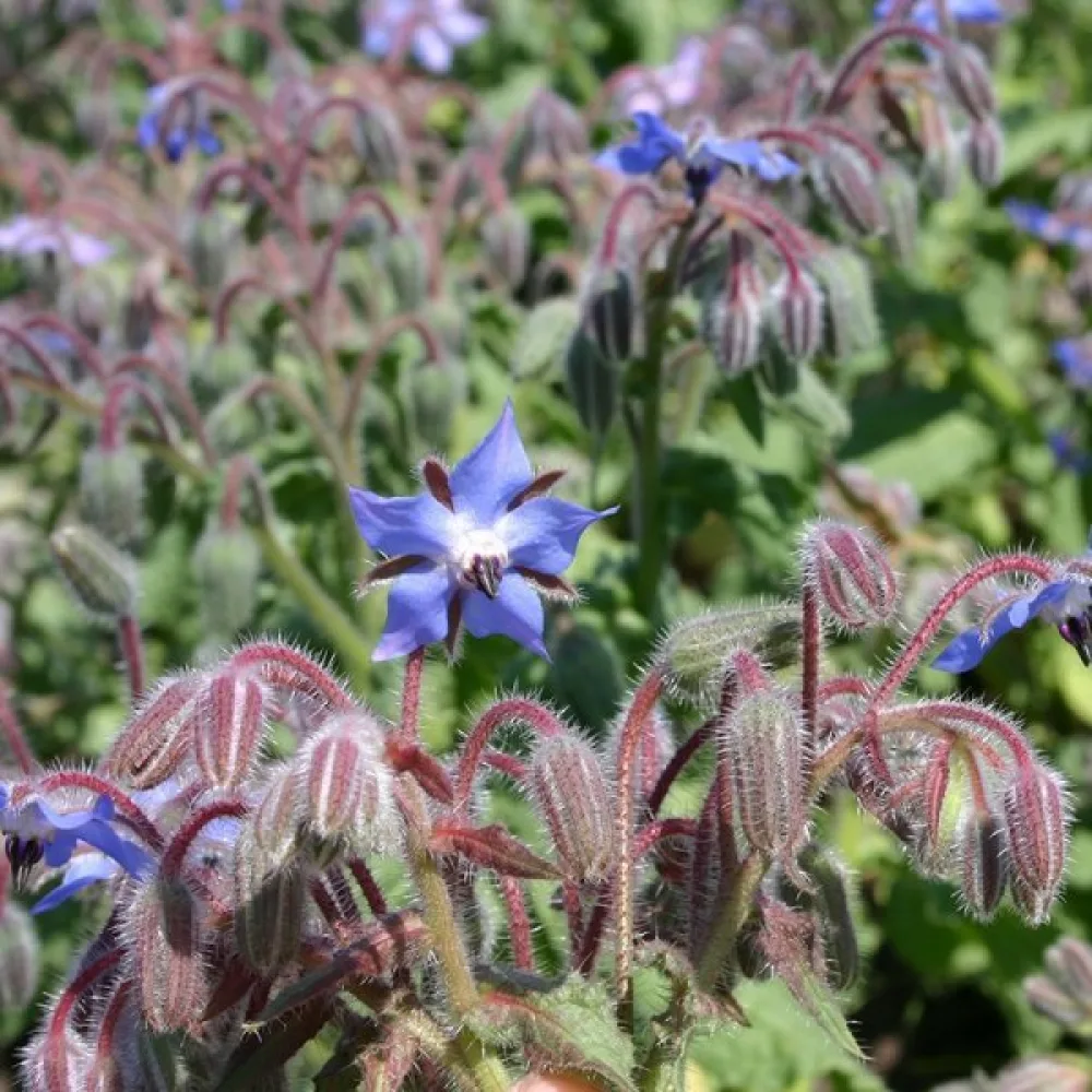 Kurkkuyrtti Borago officinalis