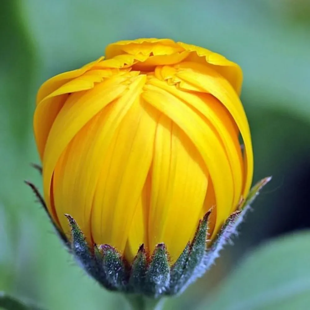Kookossamettikukka 'Fantastic Yellow'