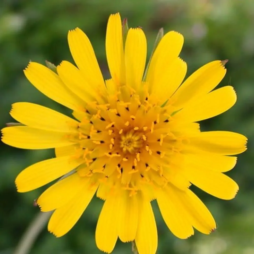Niittypukinparta Tragopogon pratensis