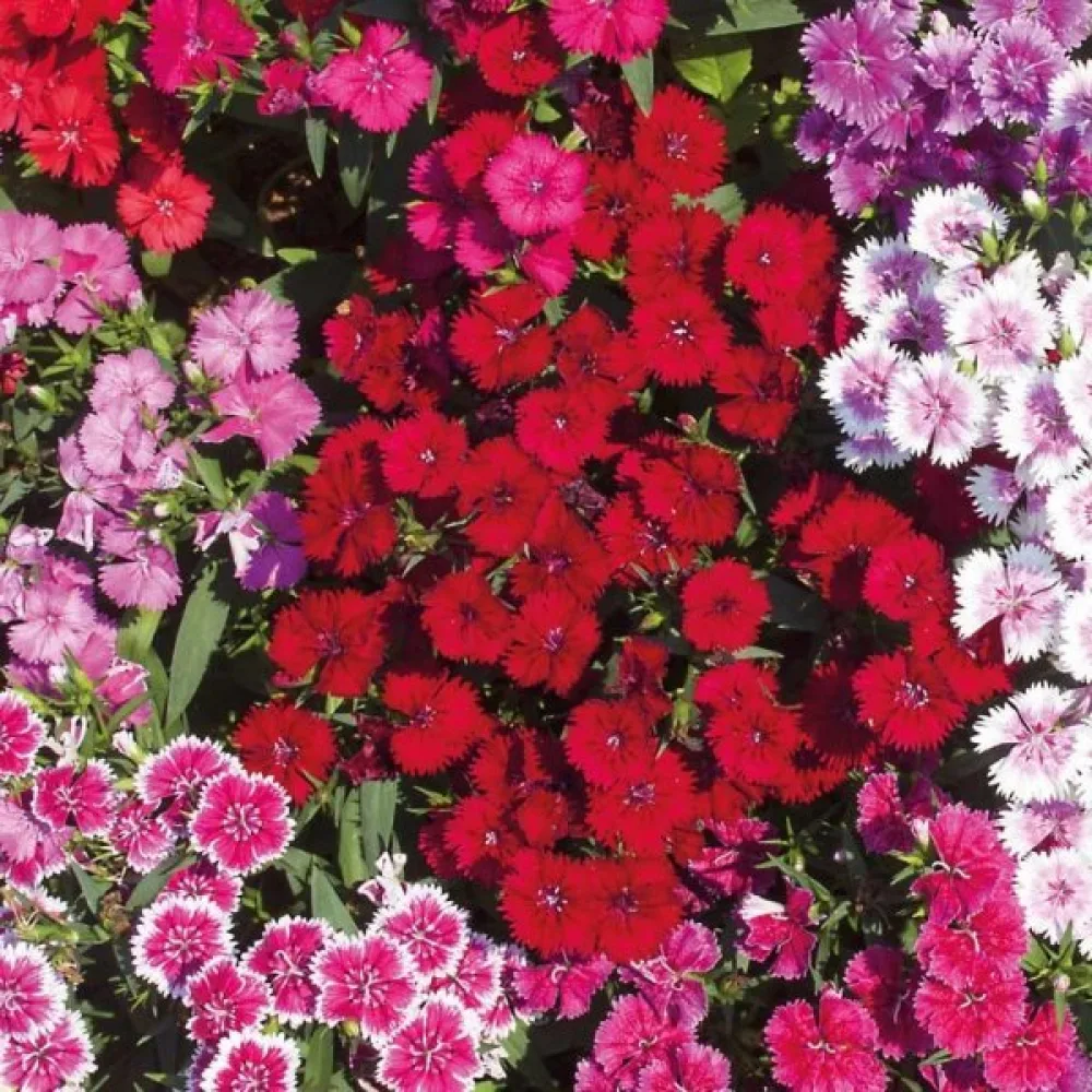 Harjaneilikka 'Indian Carpet' – sekoitus
