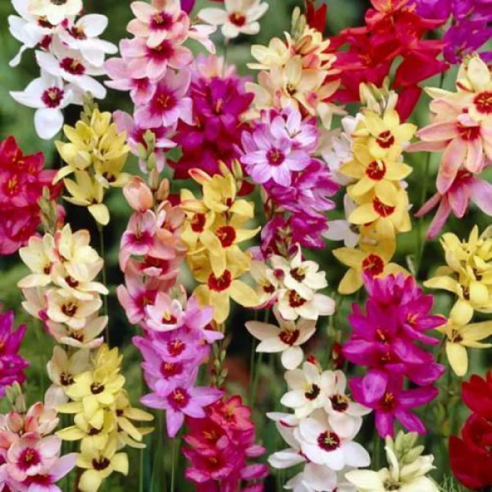 Ixia 'mixed'