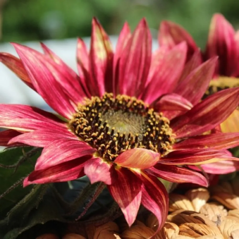 Auringonkukka 'Floris'