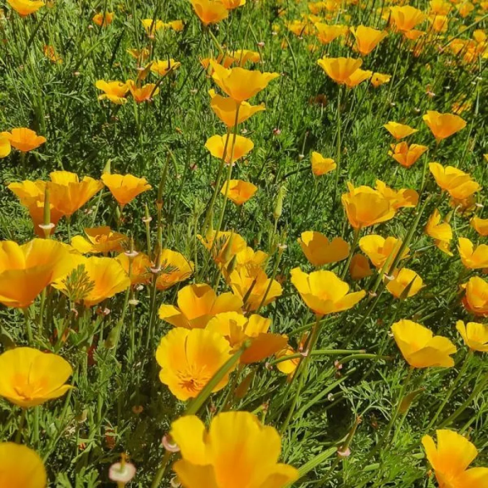 Kaliforniantunikko 'Golden West', kullankeltainen