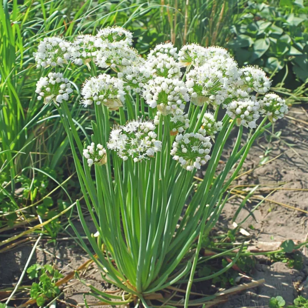 Kiinanruohosipuli Allium tuberosum