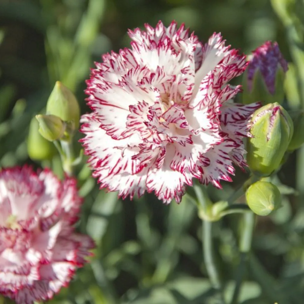 Neilikka Chabaud 'Benigna'