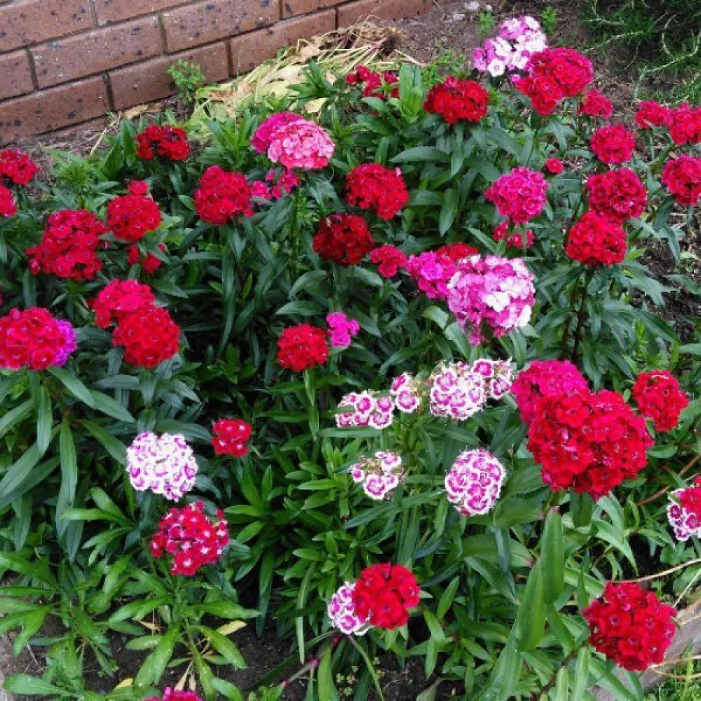 Harjaneilikka 'Summertime' – sekoitus