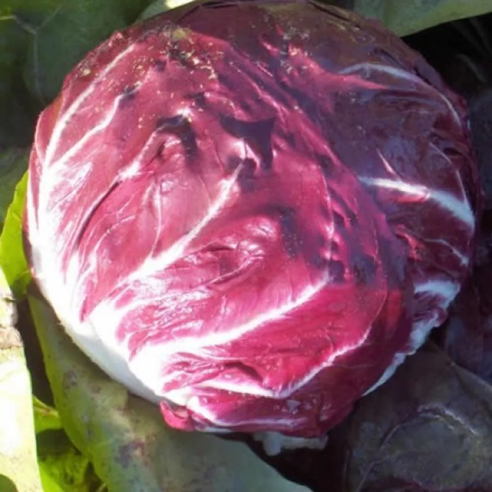 Sikuri 'Variegata di Chioggia'