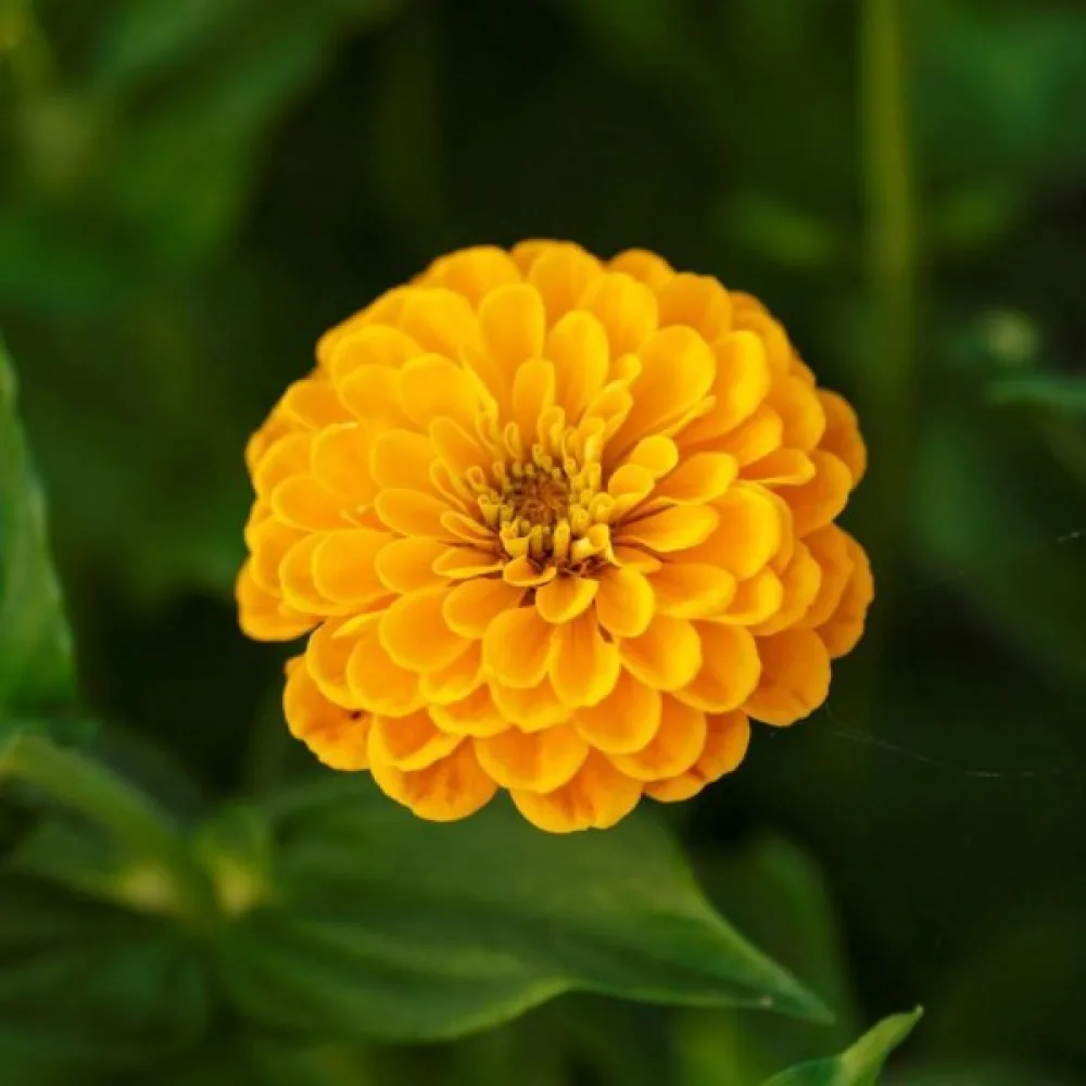 Tsinnia 'Canary Bird'