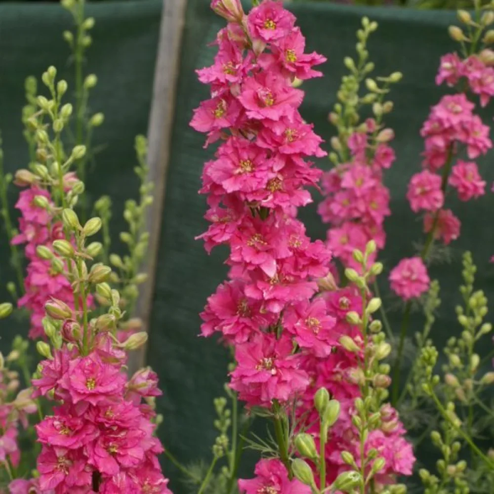 Kesäkukonkannus 'Rose Queen' – tumma roosa