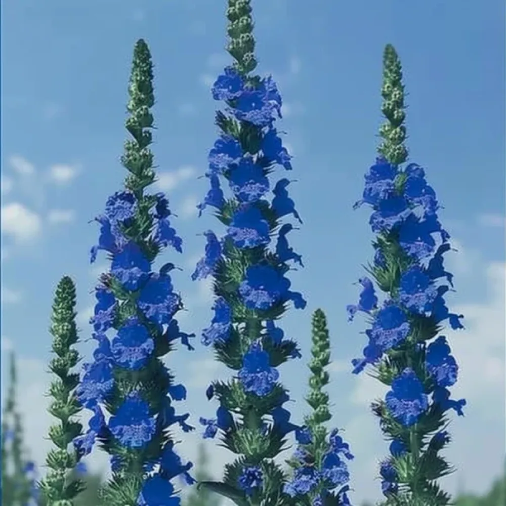 Afrikanrasti 'Blue Angel'