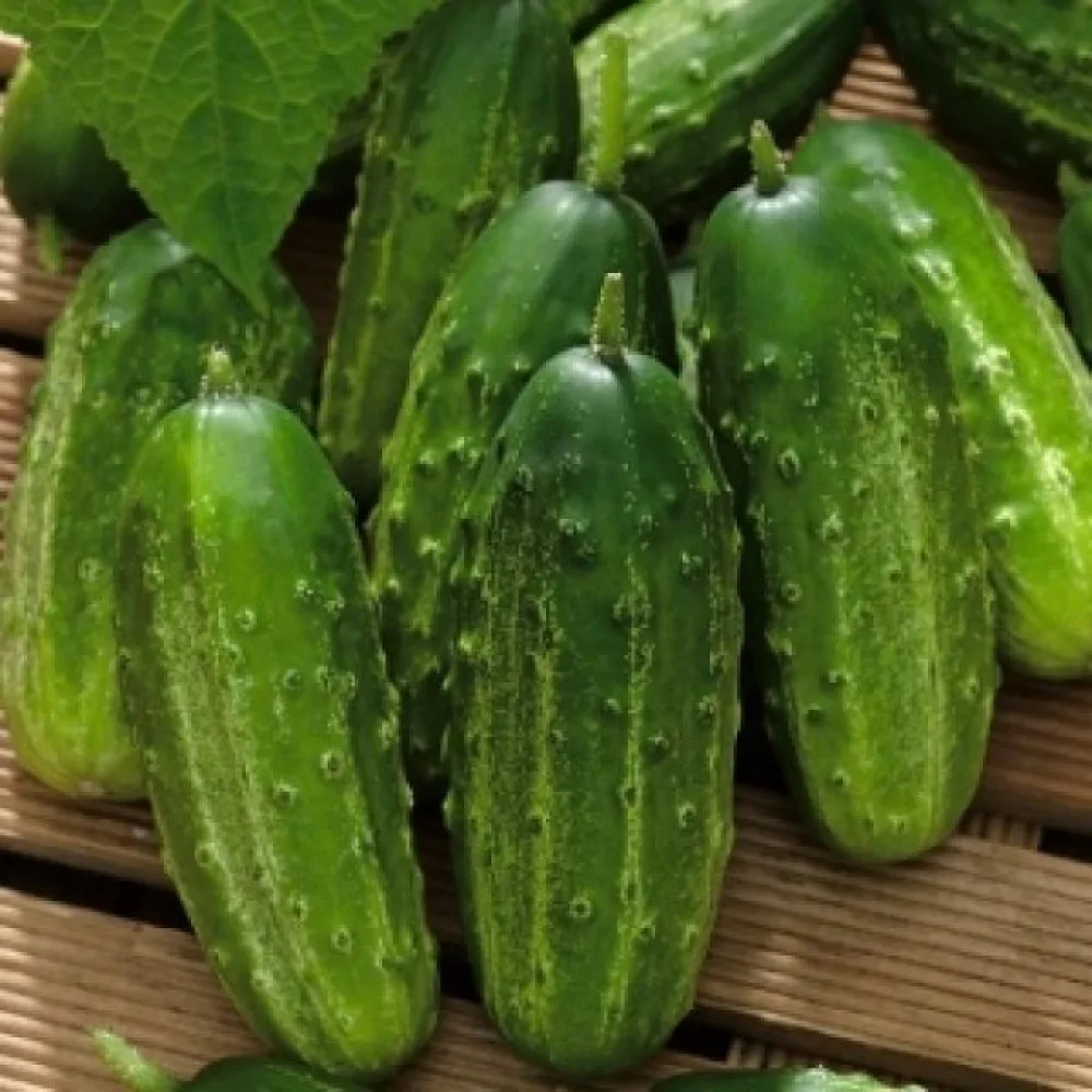 Avomaankurkku 'Borus' F1
