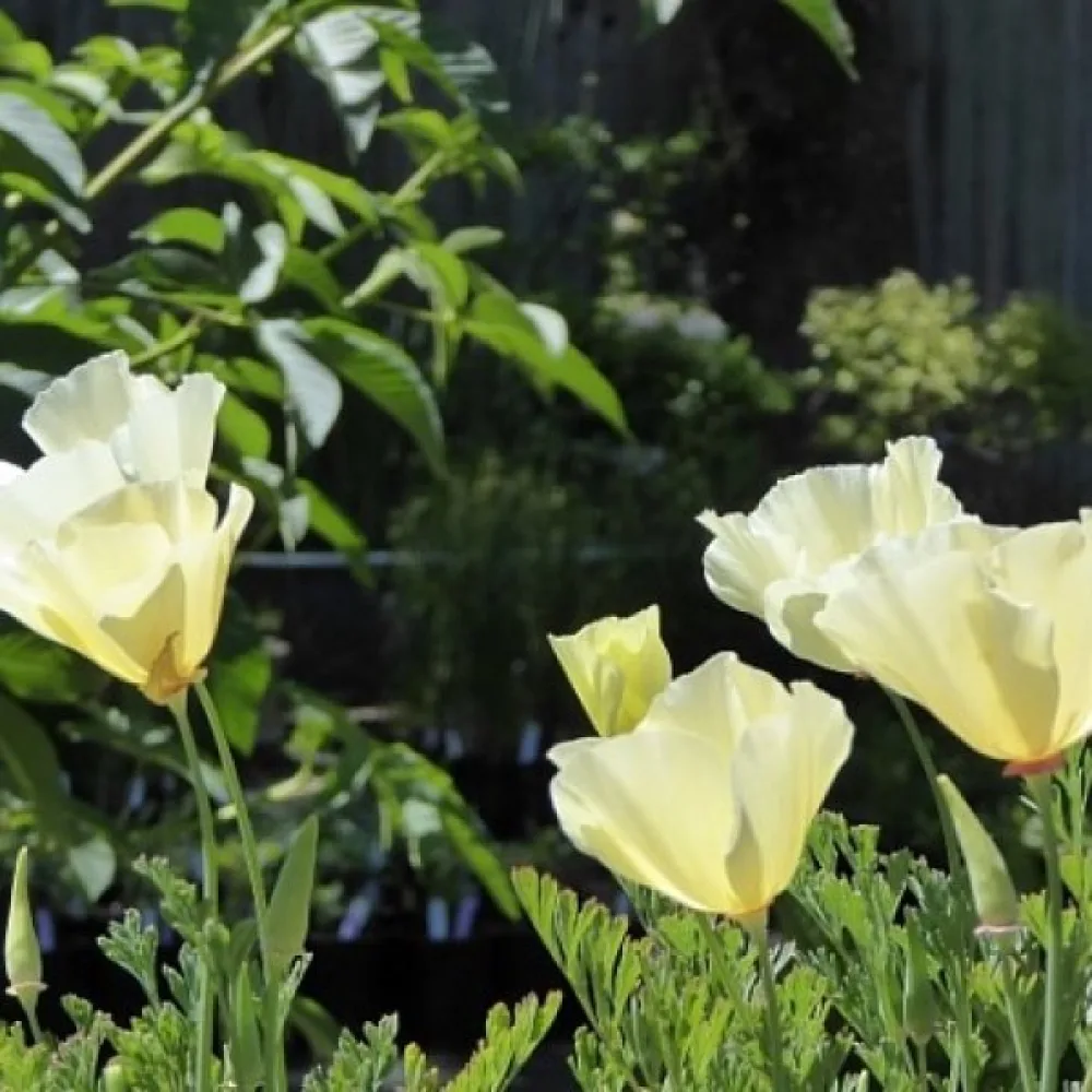 Kaliforniantunikko 'Chrome Queen', rikinkeltainen