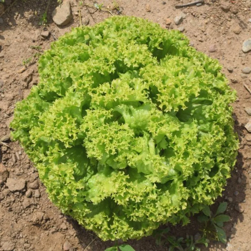 Salaatti 'Lollo Bionda'