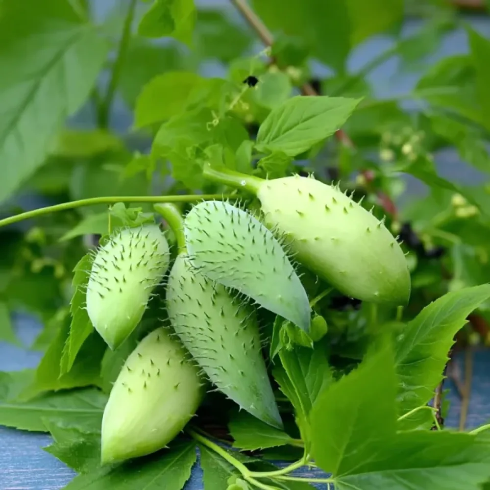Inkakurkku