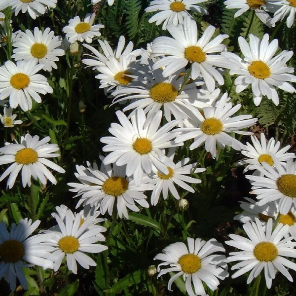 Krysanteemi 'Silver Princess', valkoinen