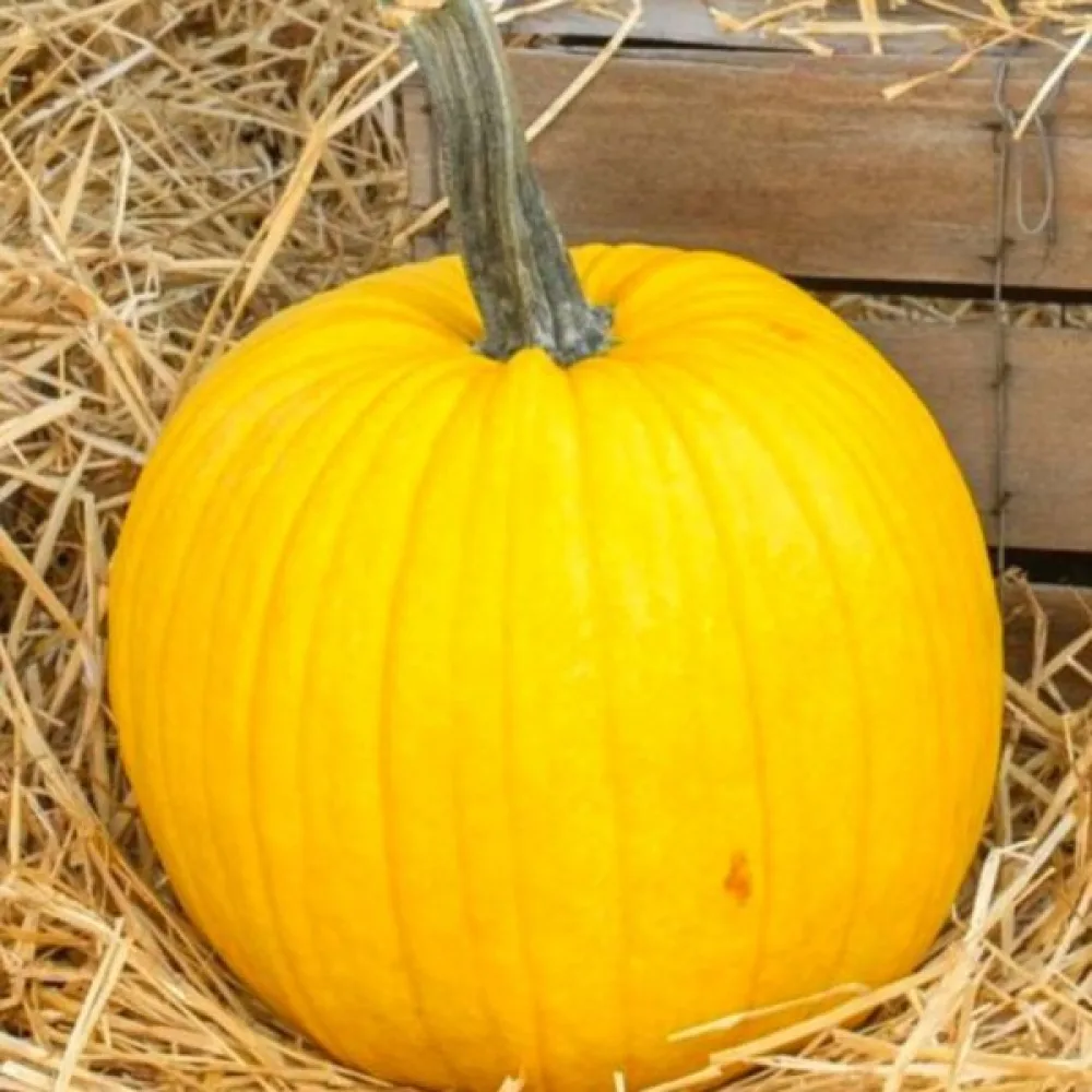 Kurpitsa 'Bambino'