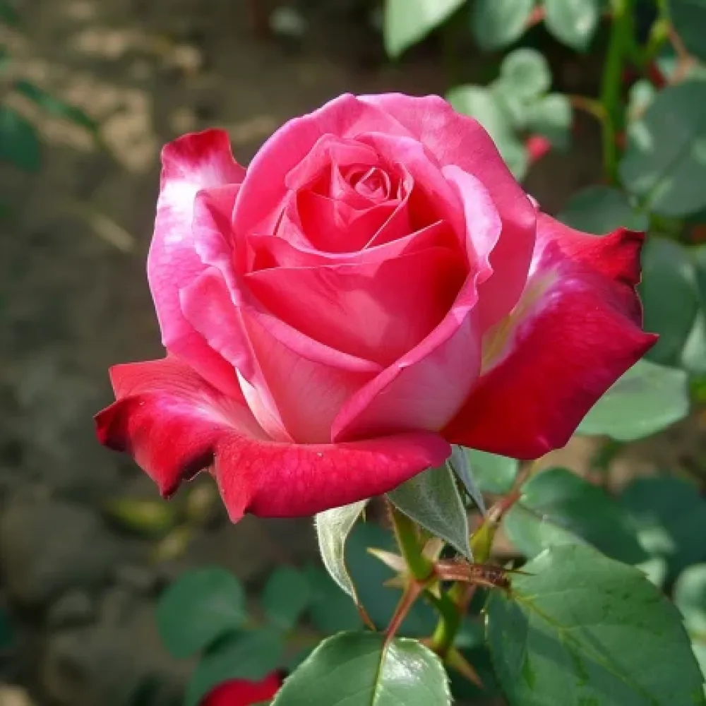 Ruusu 'Rosalita' – paljasjuurinen