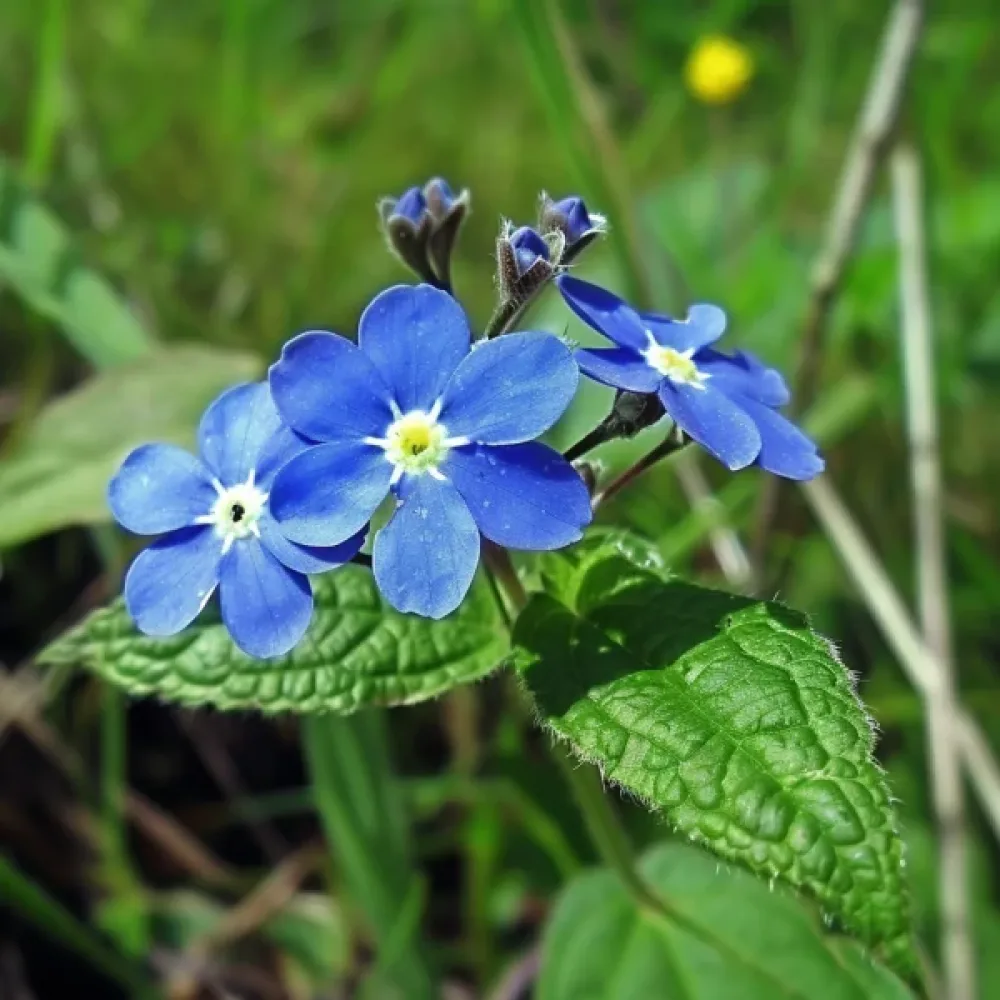 Afrikanrasti 'Blue Angel'