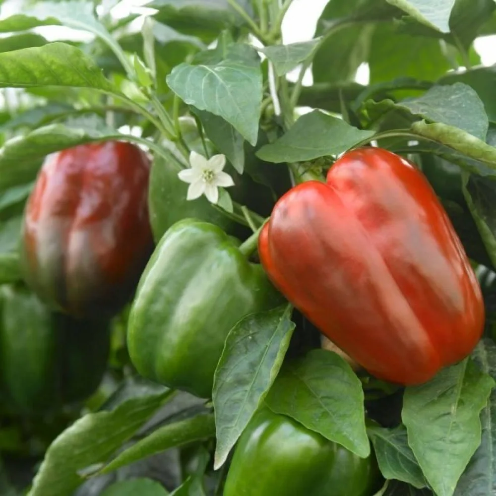 Paprika 'California Wonder'