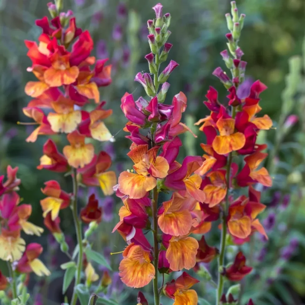 Leijonankita 'Copper Queen'