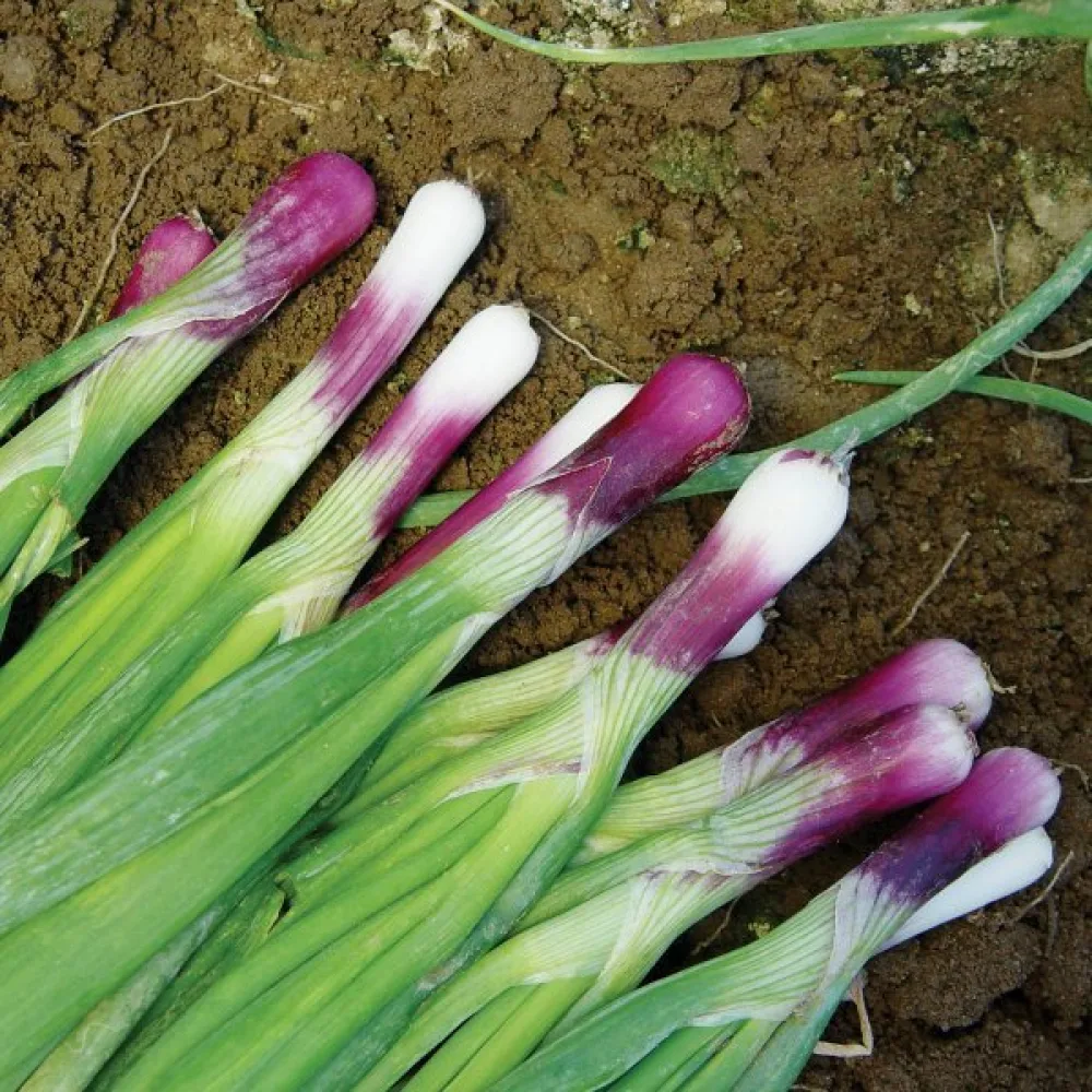 Kevätsipuli 'Red Toga'
