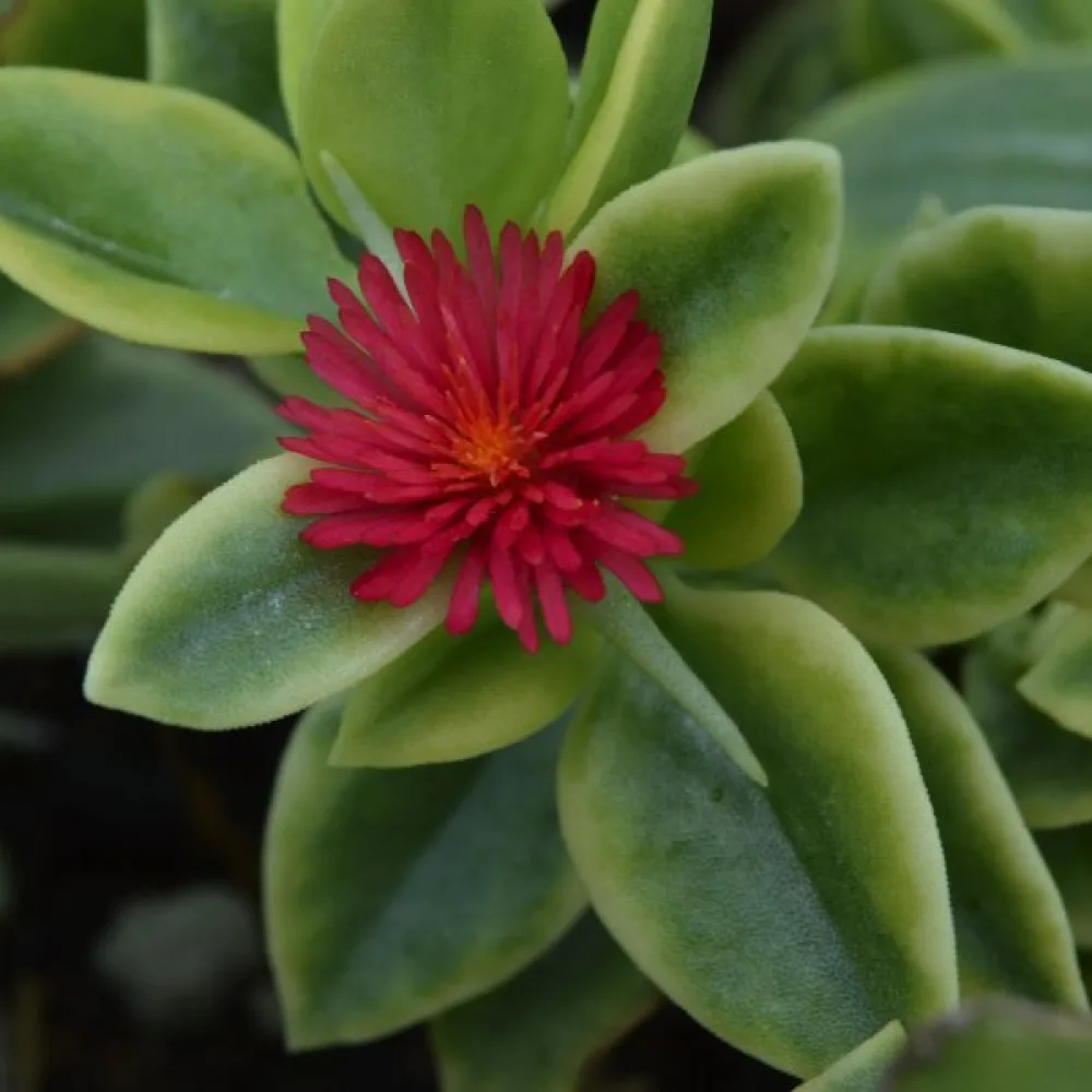 Keskipäivänkukka Dorotheanthus bellidiformis, punainen
