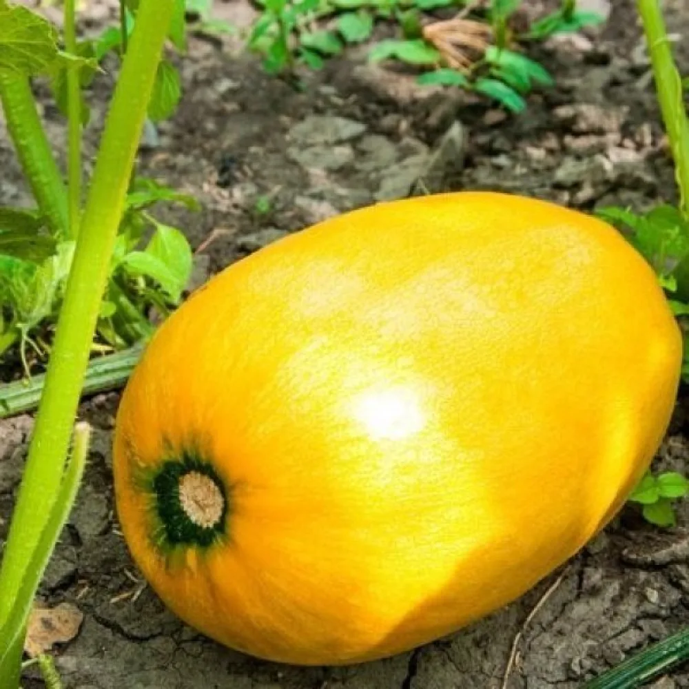Kurpitsa 'Yellow Giant'