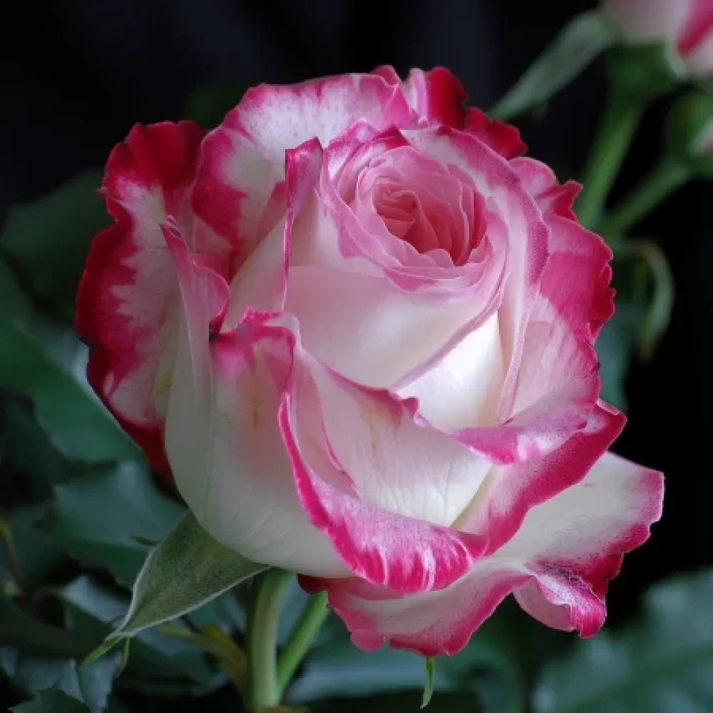 Ruusu 'Heavens Flower' – paljasjuurinen