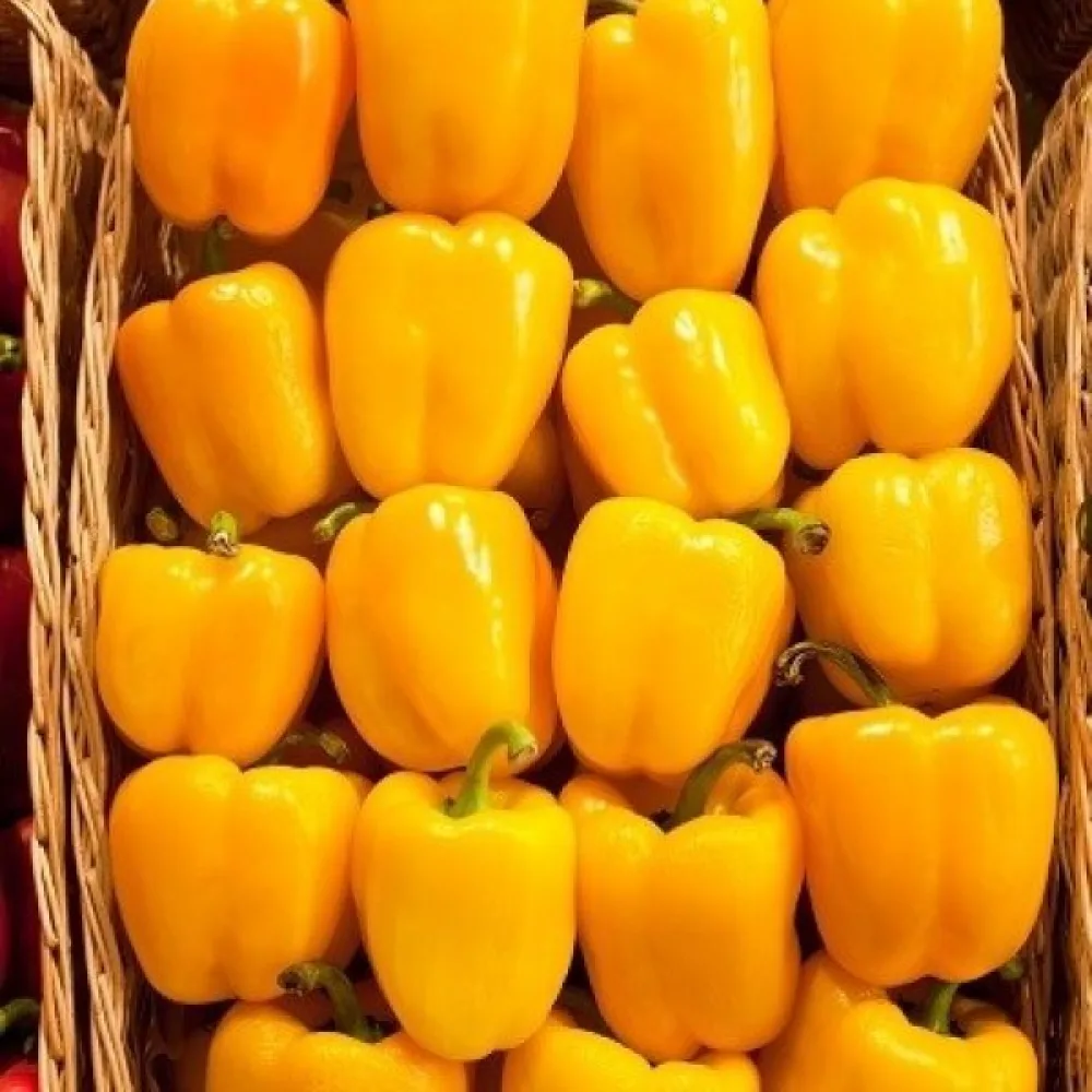 Paprika 'Marta Polka'